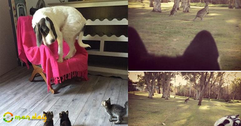 16 Animals Who Experienced Something For The First Time In Their Lives