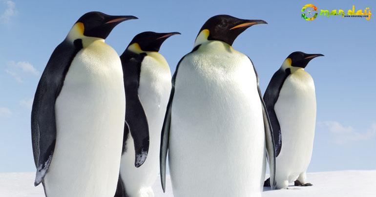  Penguins