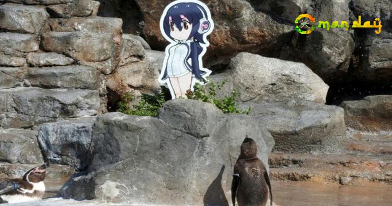 Japan zoo mourns death of love-struck penguin