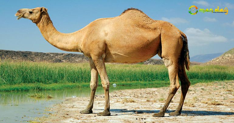 camel