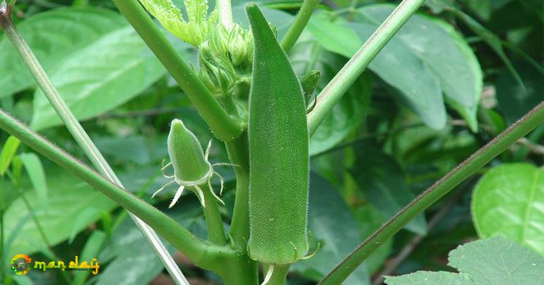 Okra