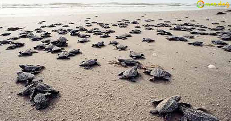 Ministry of Environment and Climate Affairs (MECA): Started a campaign to release as many as 60,000 turtle Hatchlings into the sea