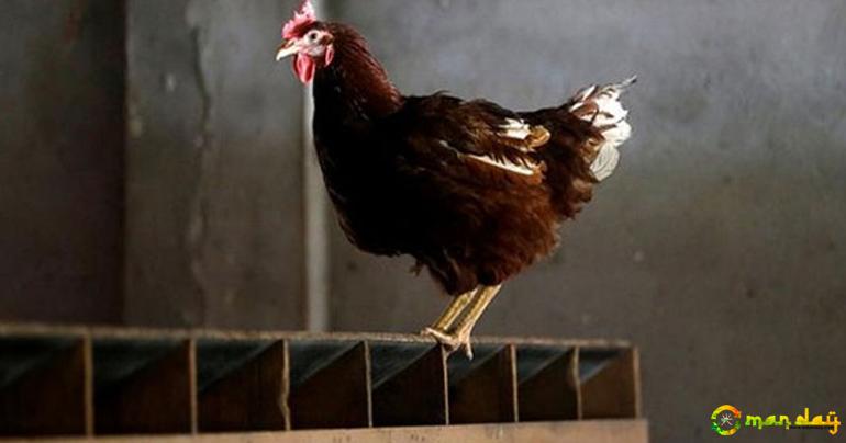 Teenager Arrested in Punjab for Sexually Assaulting Chicken