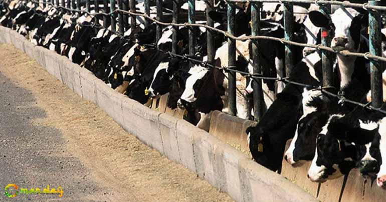 Dhofar milk collection ‘pilot project’ planned for next year launch