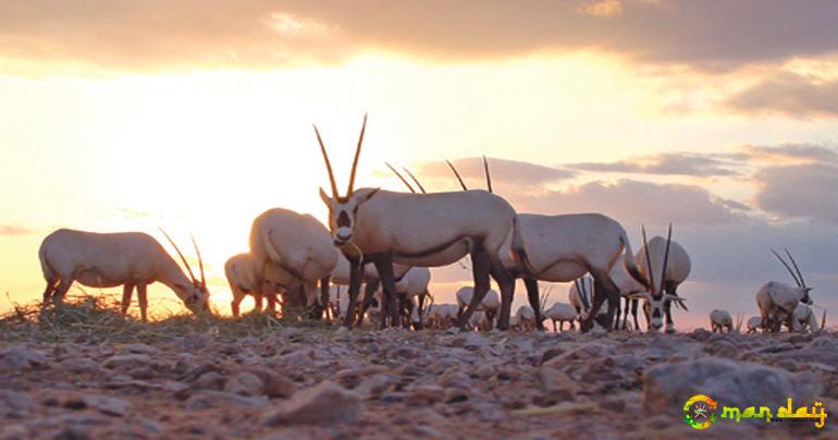 Al Wusta Wild Reserve to be open for visitors