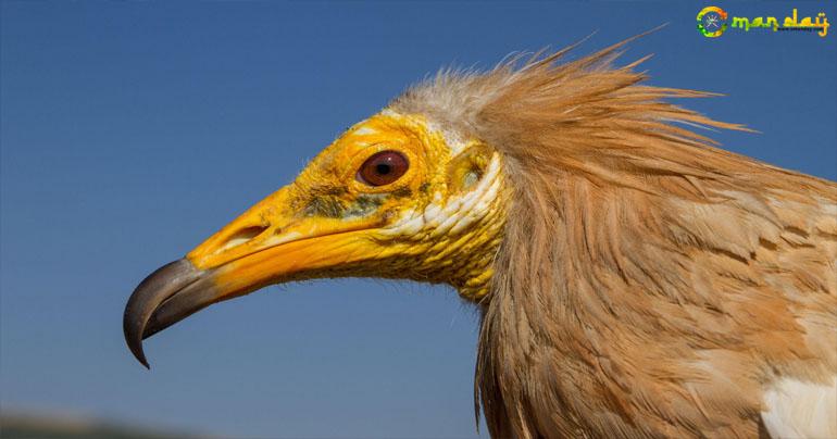 Three  Egyptian vultures rescued from  zoo in Bahrain and brought to Oman