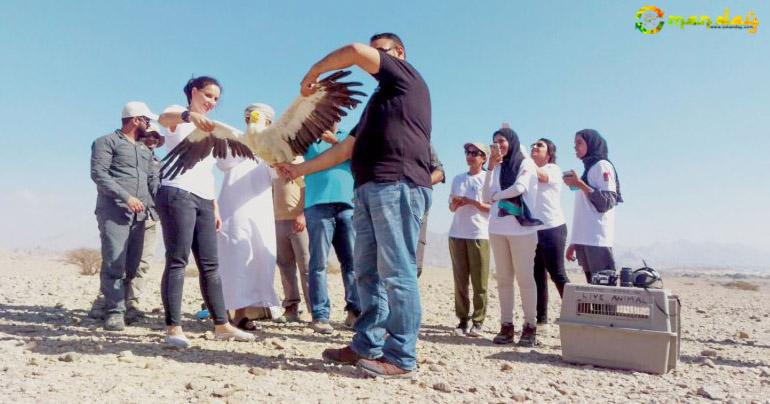 Three endangered Egyptian vultures were released