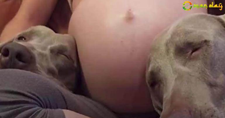 Dog Patiently Waits 9 Months For Baby Brother - His Reaction When He Meets Him Is Going Viral