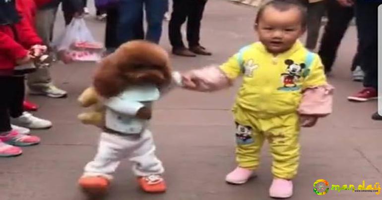 [Video] Dog goes viral for standing, walking like a man; draws different reactions