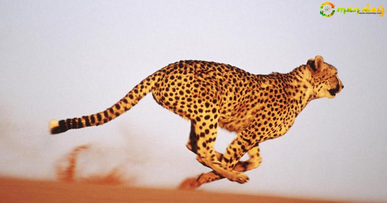 Top 10 Fastest Land Animals In The World