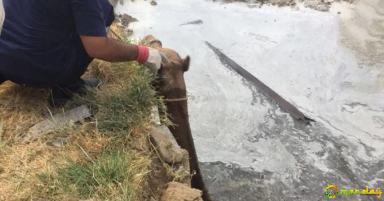 Camel has been rescued after it fell into a sewage pit in Ibri