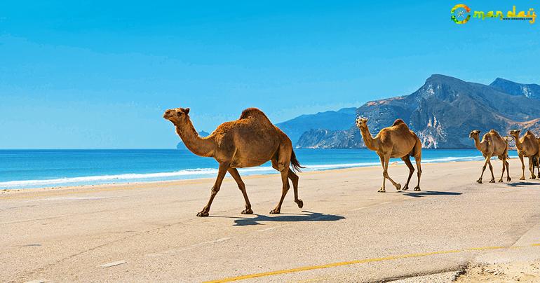 Oman&rsquo;s decision to join clean seas drive hailed