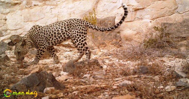 Rare big cats need care