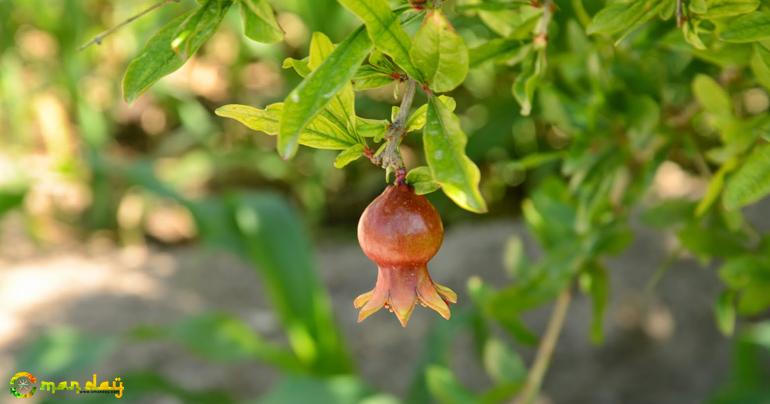 Pomegranate time in Jabal Akhdar