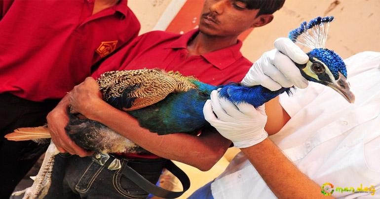 Gujarat kite festival: 16 die; 4,026 birds injured; six flights delayed