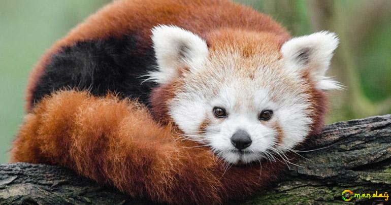 Red pandas rescued in laos stir fears over exotic pet trade