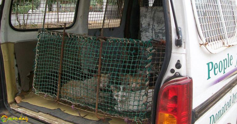 Police rescue 12 cats from being made into biryani