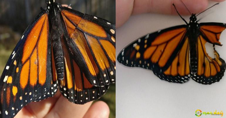 woman performs surgery on monarch butterfly with broken wing, next day it surprises her in the coolest way