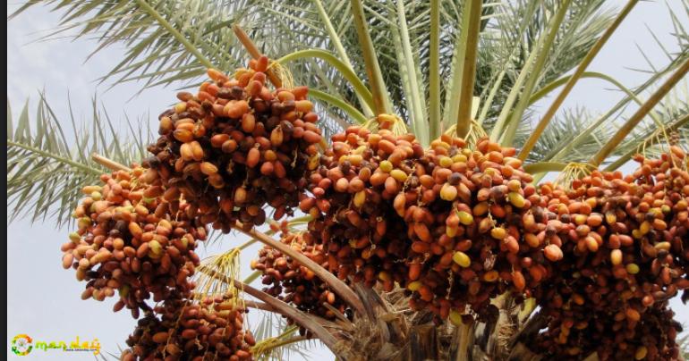 Date palms a key source of livelihood for Omanis