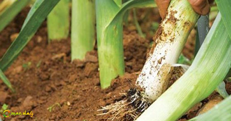 Say Goodbye To Diabetes And Excess Kilograms Without Any Special Effort! (Recipe)