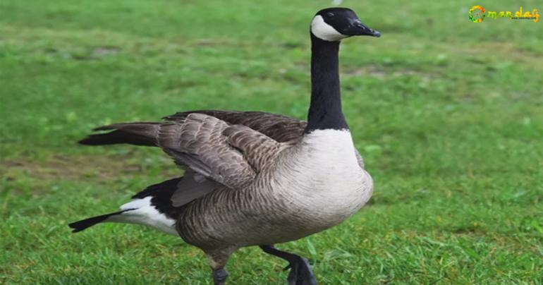 New bird species found wintering in Oman