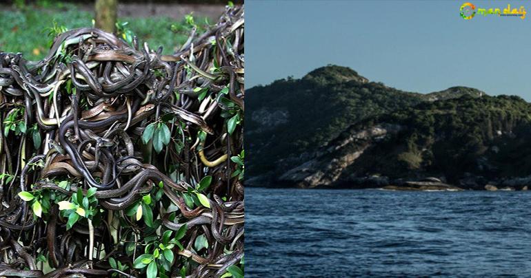 Snake Island – An island with 2 million snakes and zero human population