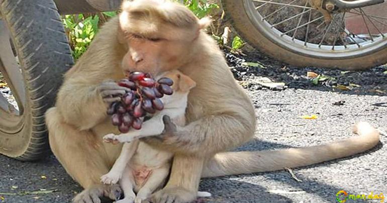 Monkey Adopts Puppy, Defends It From Other Stray Dogs And Gives It Food