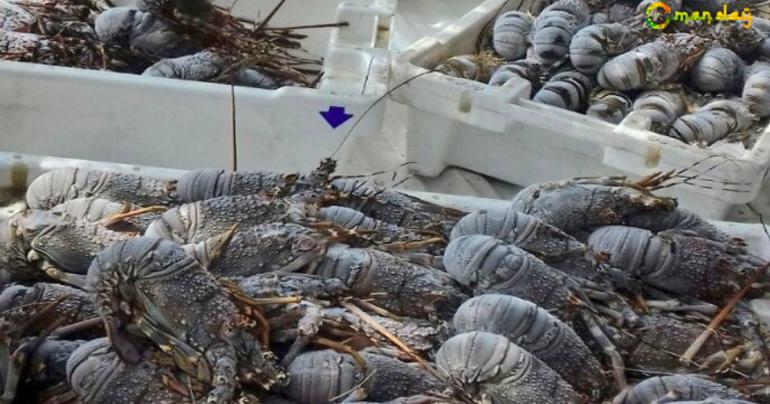 Municipality raids house used to store fish, lobsters in Muscat