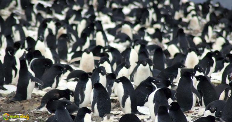 Hidden From The World Until Now, A Supercolony Of 1.5 Million Penguins Discovered In Antarctica