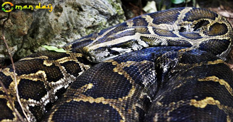 
When prey outweighs predator: Python devours deer heavier than itself (GRAPHIC PHOTOS)