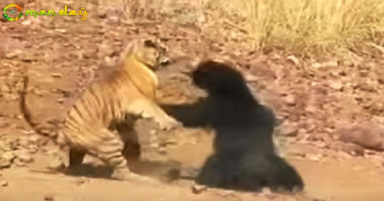 When a sloth bear took on a tiger in vicious fight at Tadoba Andhari Tiger Reserve – WATCH viral video