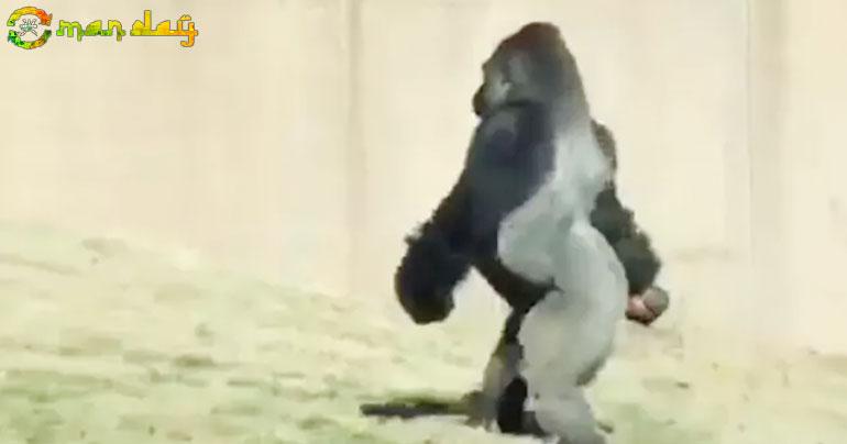 
Gorilla Filmed Walking Like A Human. Zoo Officials Explain Why He Does It