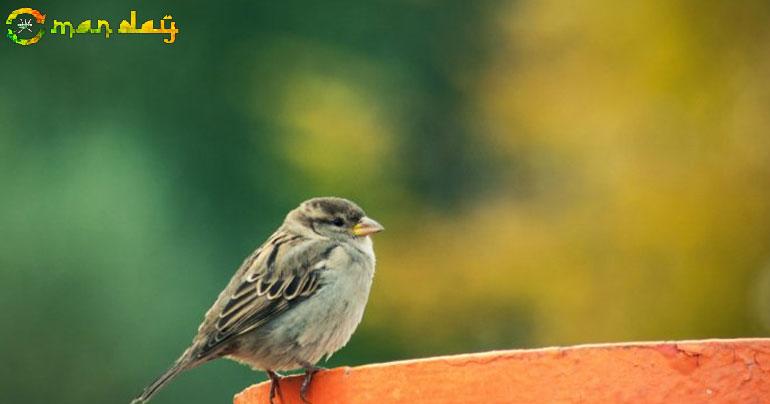 World Sparrow Day: Different ways you can celebrate, dedicate the day to ’common bird’
