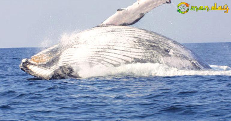 Arabian Humpback Whale Completes Return Journey To Masirah Island


