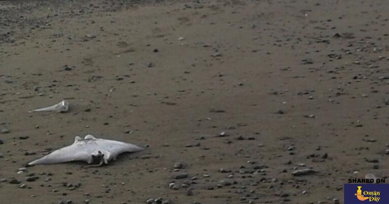 Dozens of dead rays found on Muscat beach
