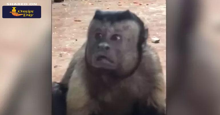 Video: This Monkey With A "Human Face" Is Freaking The Internet Out
