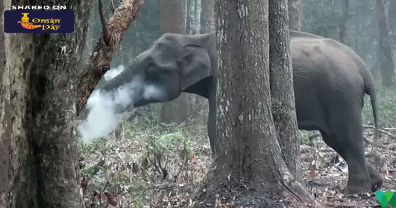 Watch: Karnataka Elephant Filmed ’Smoking’. What It Was Actually Doing
