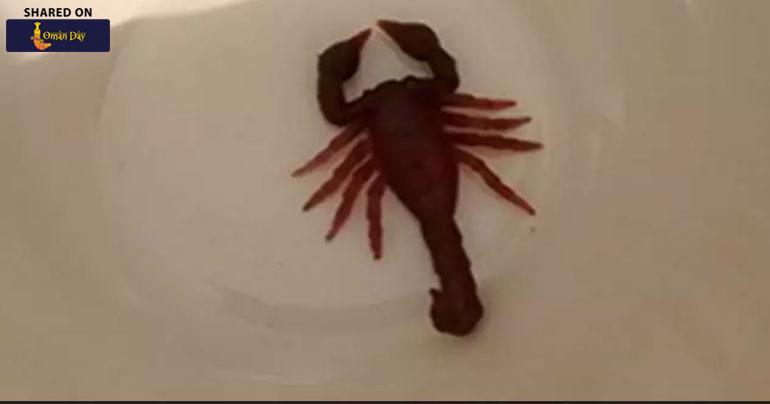 Street Cordoned Off For Two Hours After ’Deadly’ Scorpion Sighting. It Was A Toy