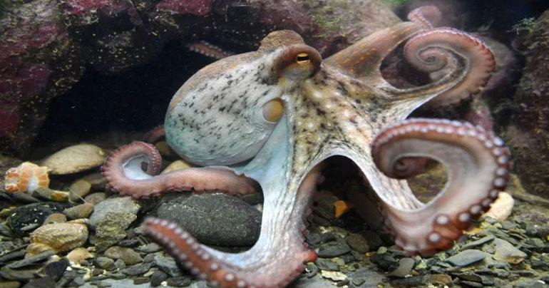 Scientists claim octopuses are actually ’aliens’