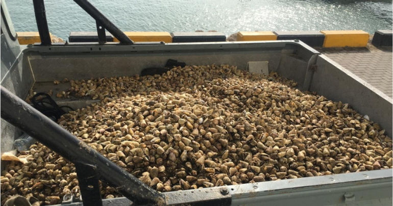 North Batinah coasts,oysters,Ministry of Agriculture and Fisheries, Oman