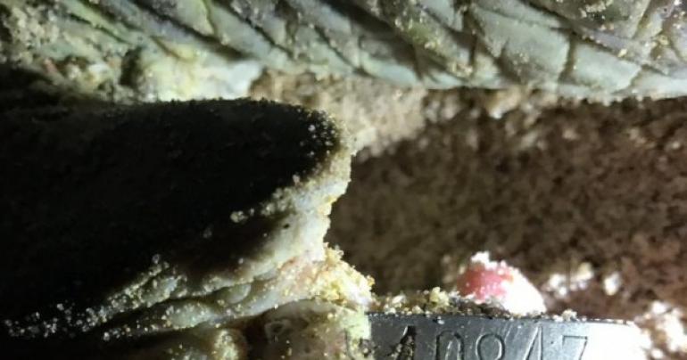 rare turtle returns to Oman after over 20 years, Oman latest news, Oman news today, Oman Day, Current Oman news