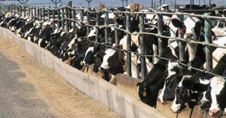 273 private veterinary facilities provide services for livestock breeders in Oman