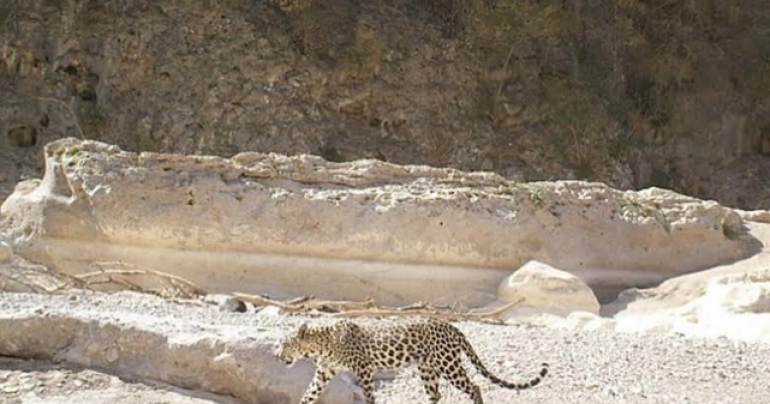 Environment Authority publishes picture of Arabian Leopard in Dhofar