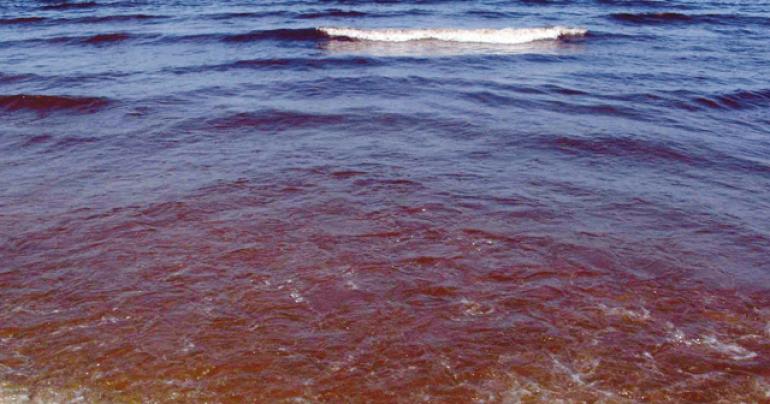 Oman: Residents urged to stay away from red tide beaches