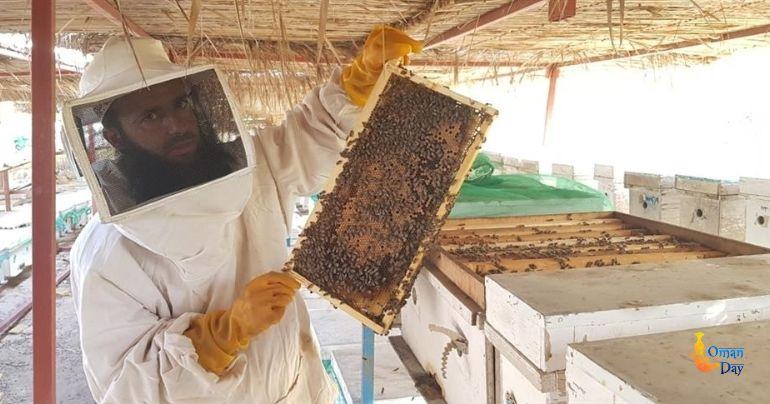 North Al Sharqiyah agriculture