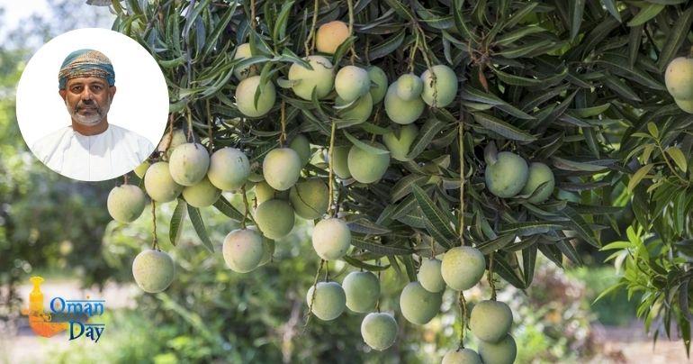 Oman mango production