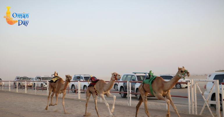  Al-Bashayer Camel Racing Track