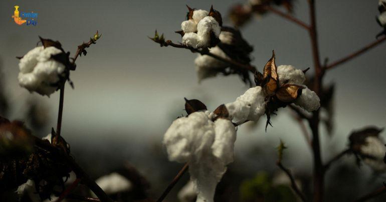 Queen of Cotton film